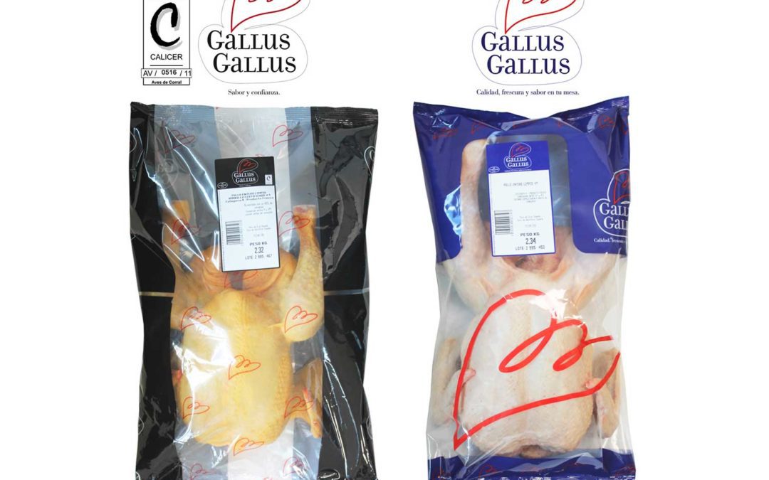 Pollo gallus gallus