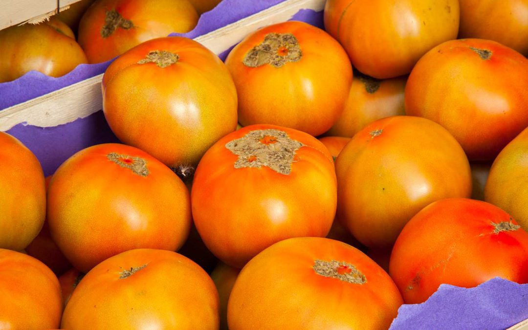 Frutas Jose Moratinos