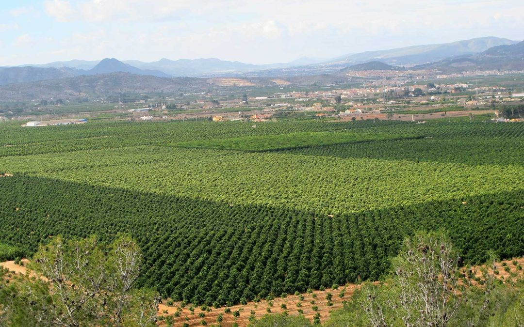 Grupo Cañamas