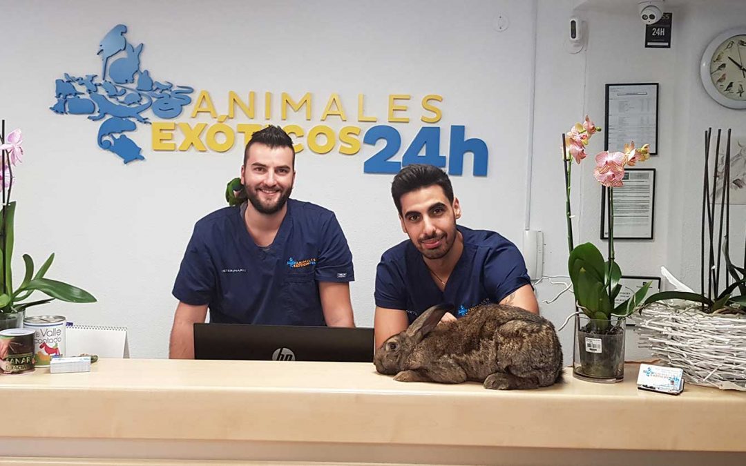 Animales Exóticos 24 H